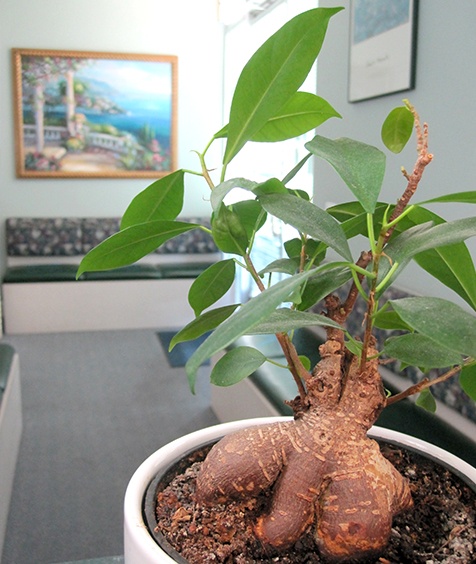 Kirkwood Dental: Vinh T. Pham, DDS