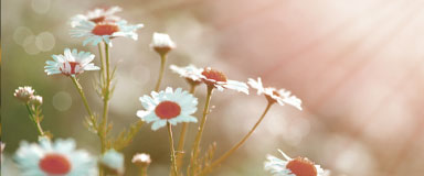 Arrow Mountain Dental