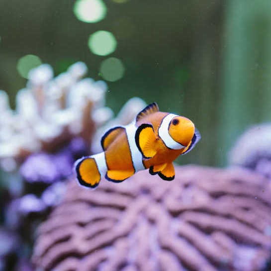 Sydney Dental Health