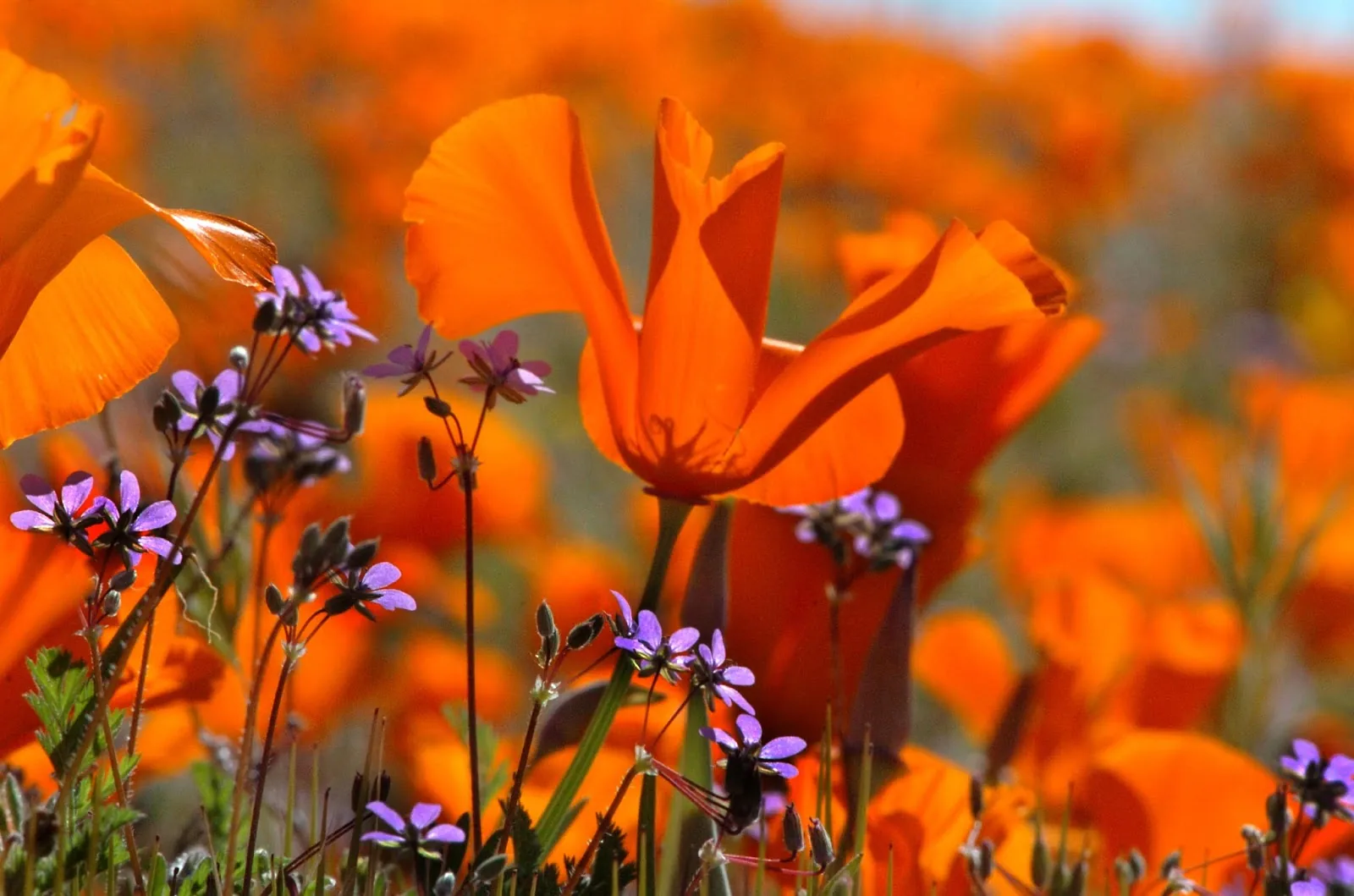 Lancaster California